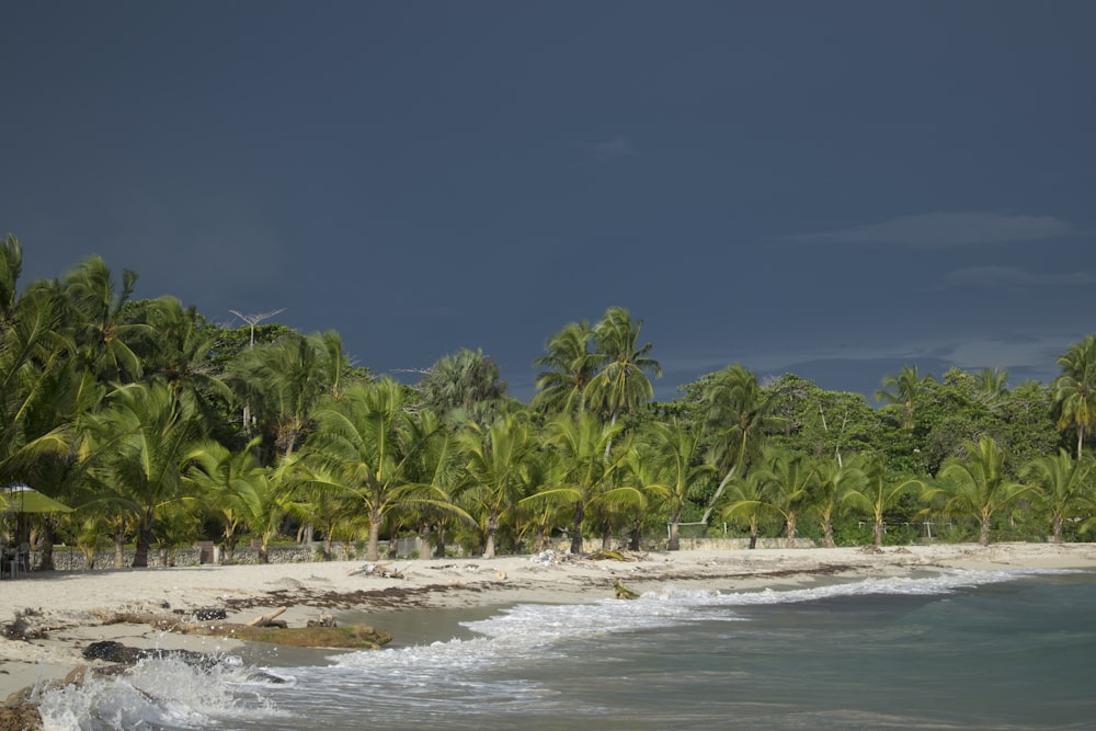 green palm trees on beach during daytime