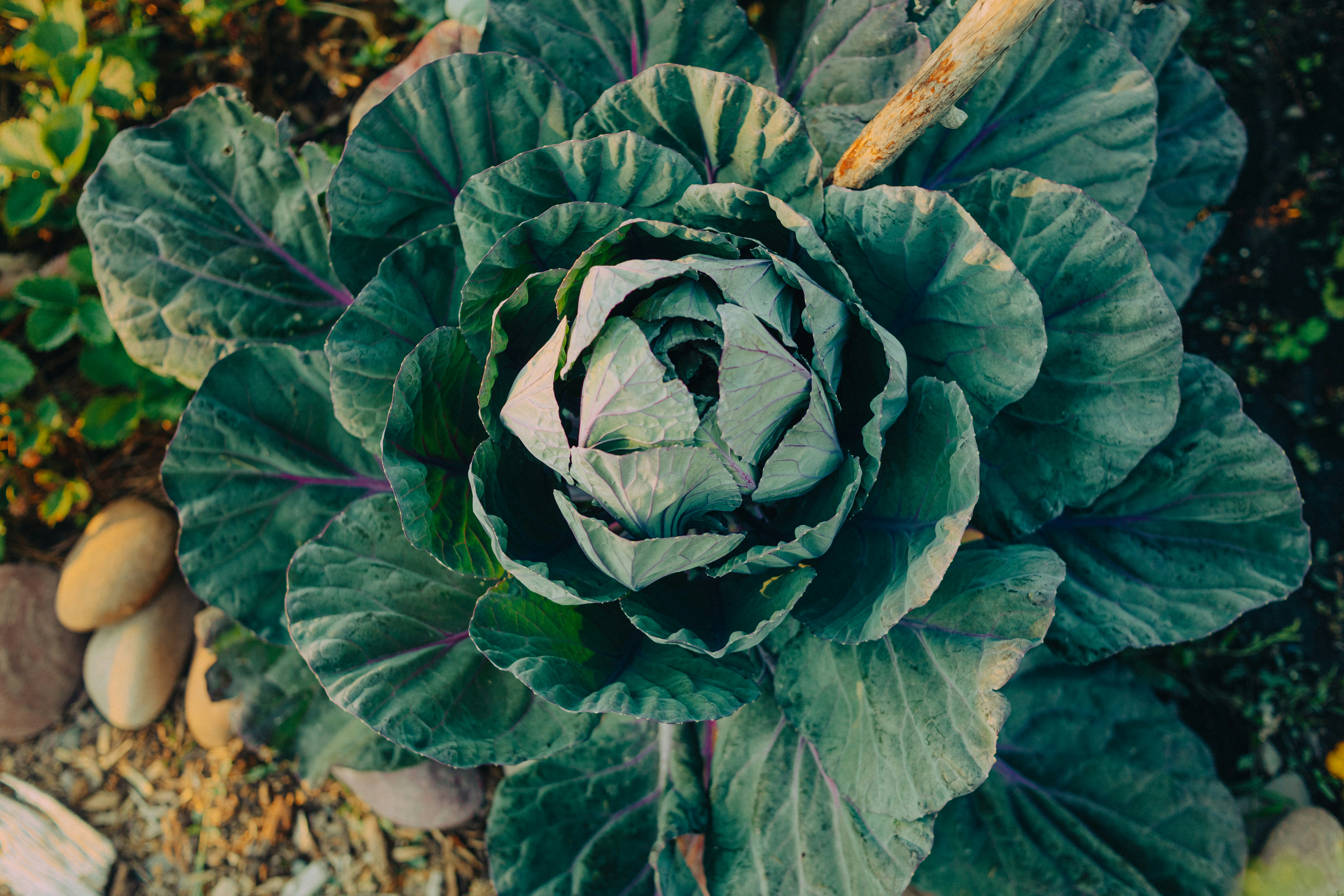 Photo by marsupialpudding