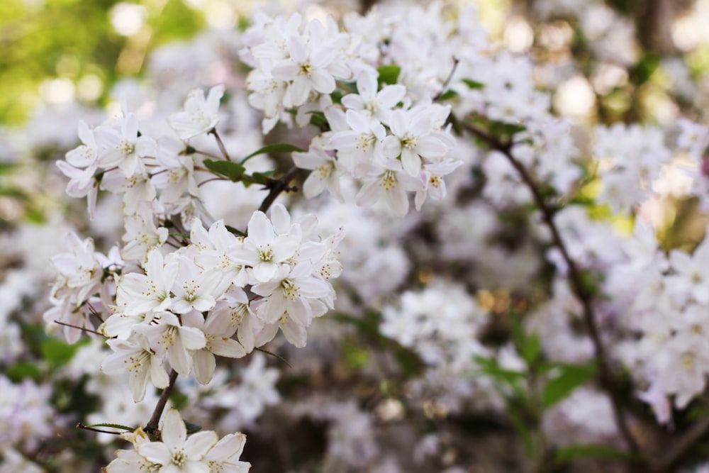 white cherry blossom in close up photography