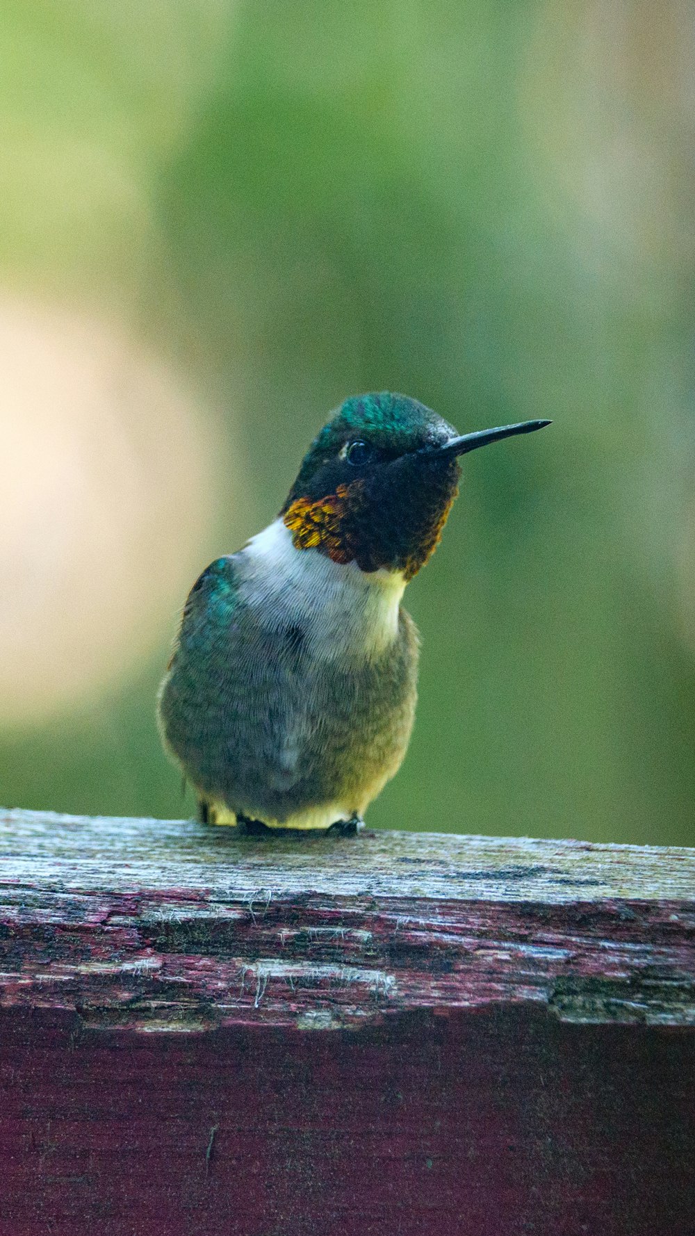 green and white bird on brown wooden surface