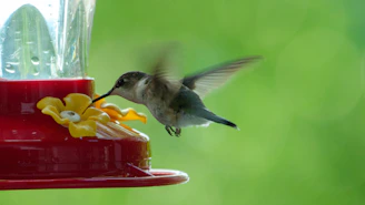 A vibrant hummingbird feeding from a colorful feeder hanging among blooming garden flowers.