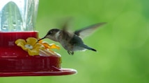 A hummingbird hovers next to a colorful feeder with a vibrant green blurred background. The feeder is red with yellow floral designs where the bird feeds from.