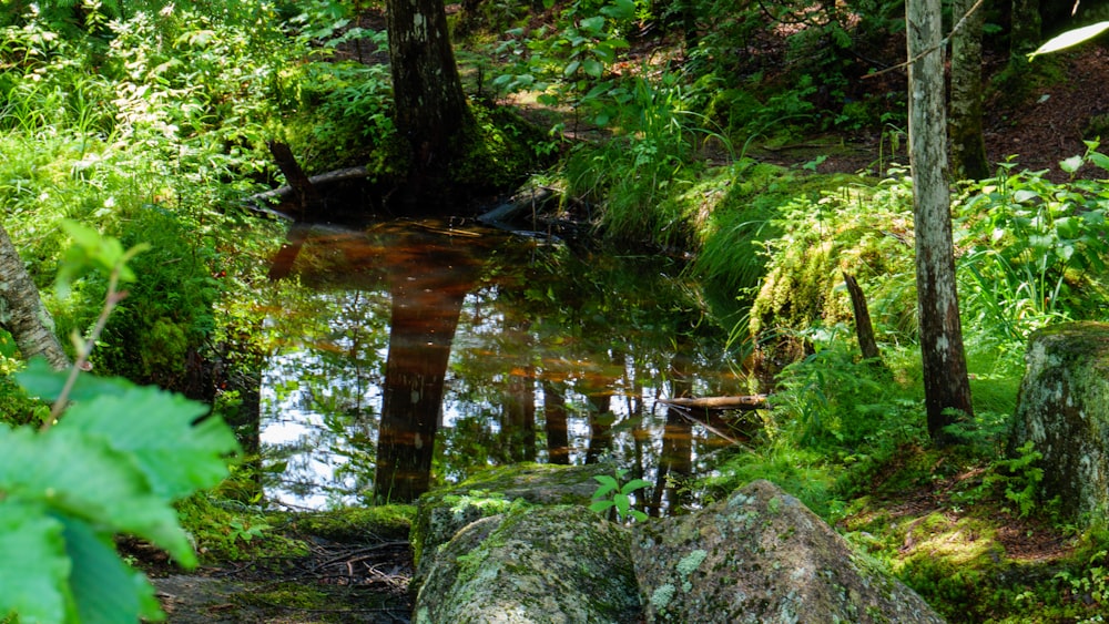 green moss on brown tree trunk