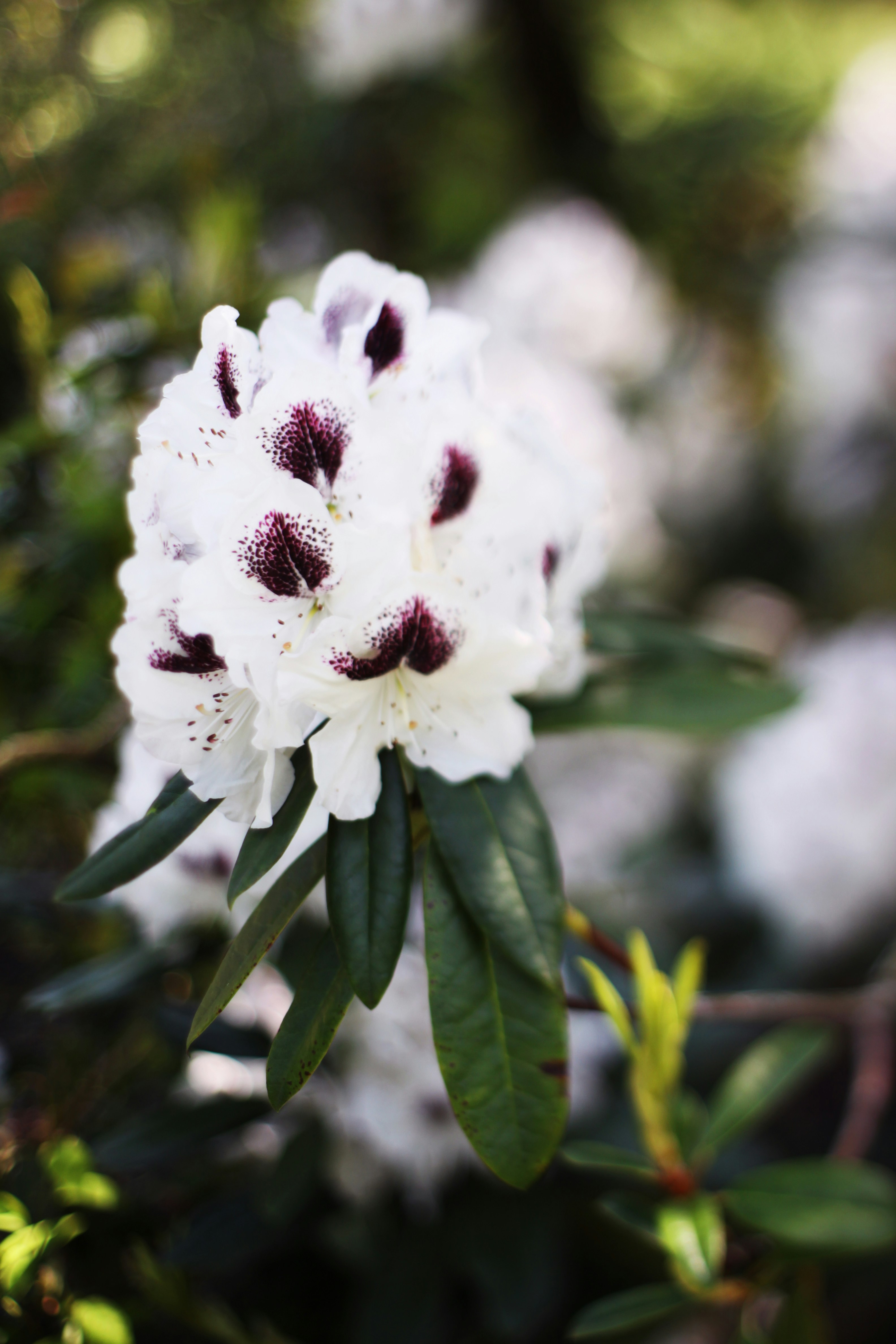 Flor blanca en Macro Shot
