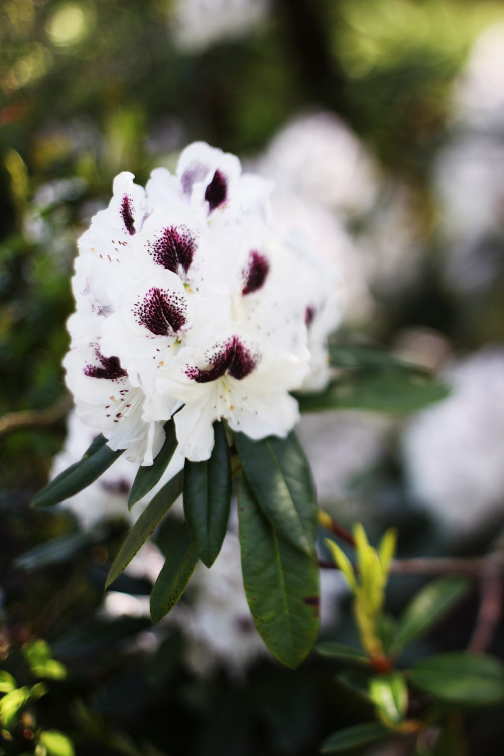 white flower in macro shot