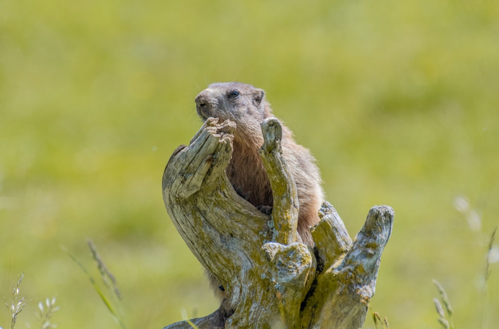 brown and white animal on brown tree branch during daytime