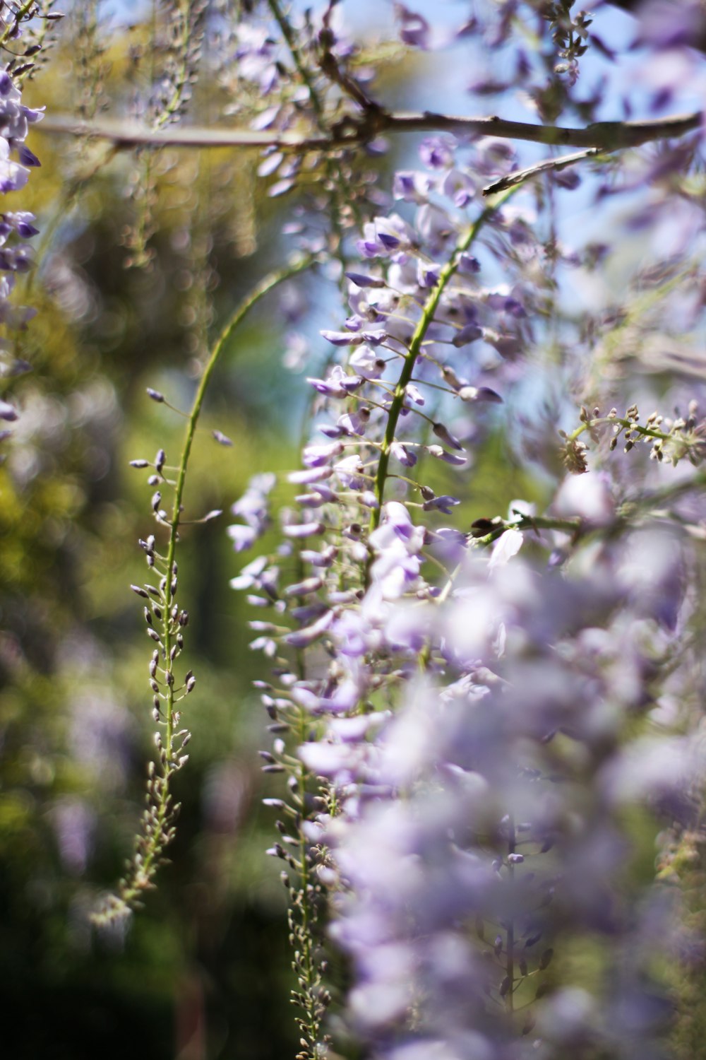 purple and white flowers in tilt shift lens