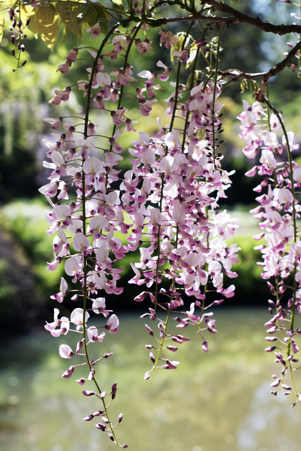 昼間は緑の芝生にピンクと白の花