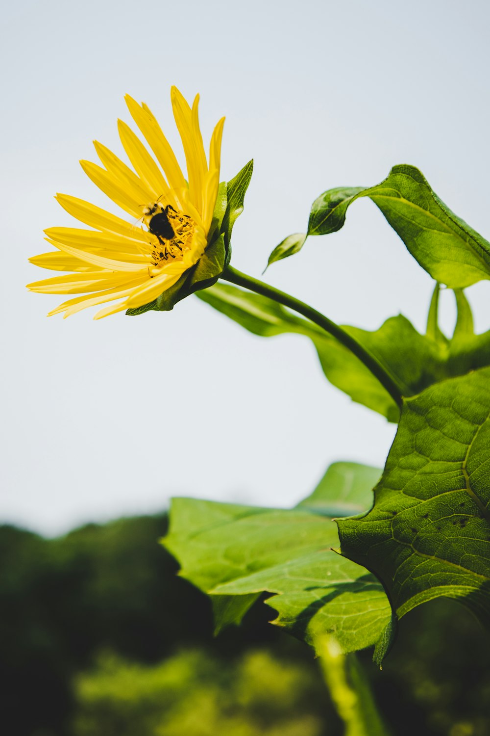 yellow flower in tilt shift lens