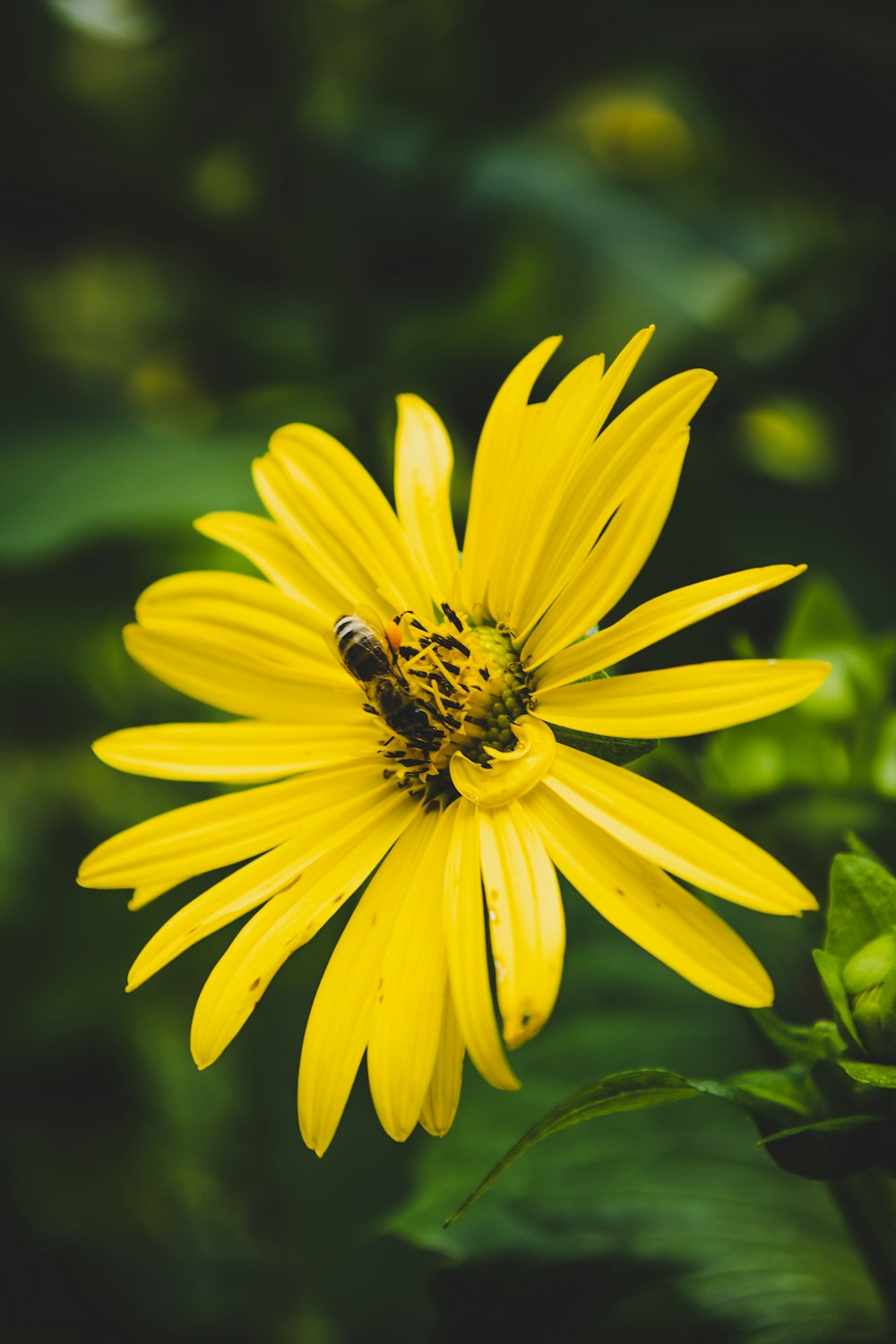 yellow and black bee on yellow flower