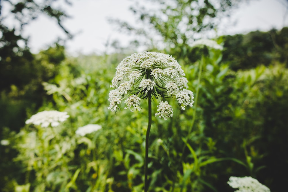 white flower in tilt shift lens