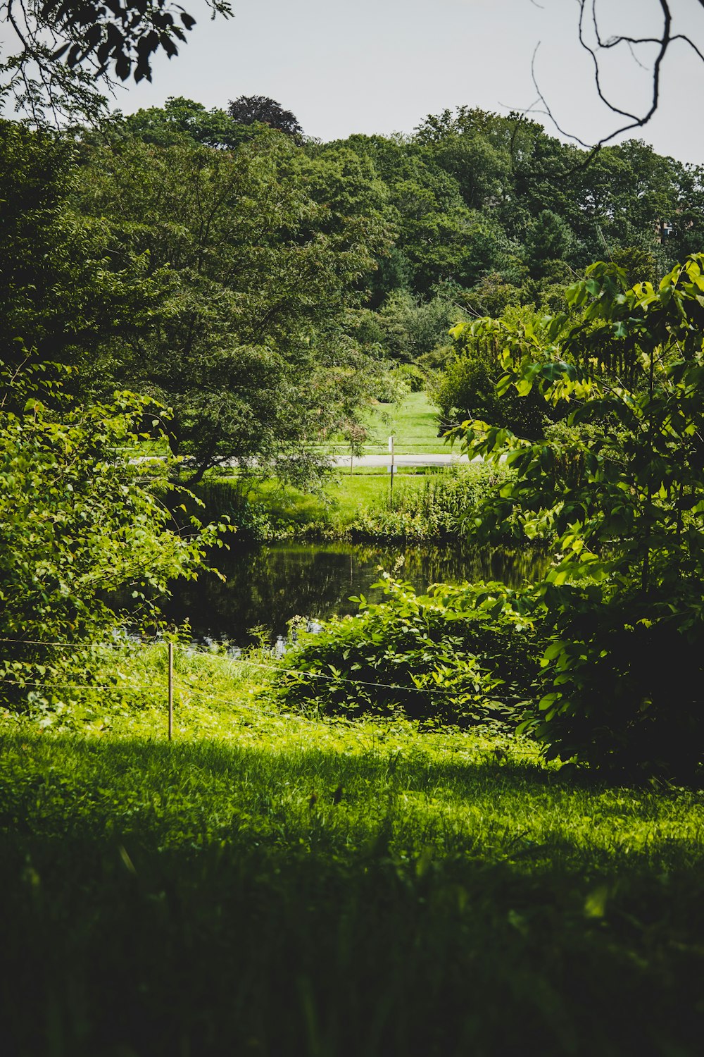 green grass field and green trees