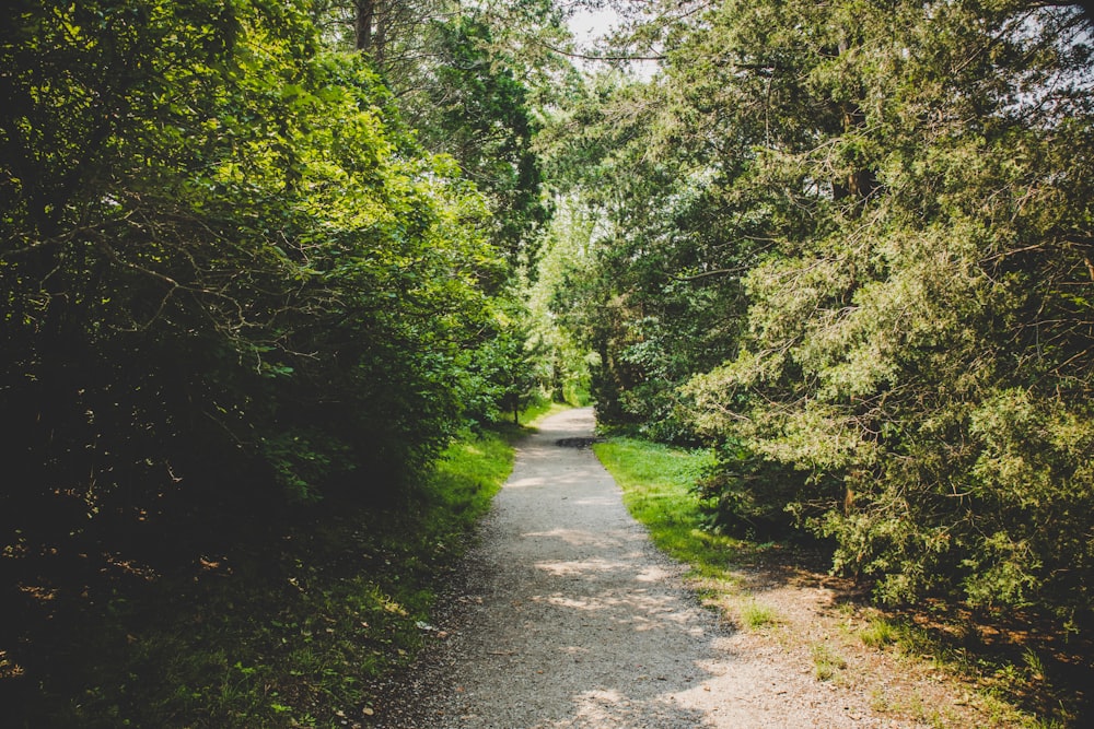 gray concrete road between green trees during daytime