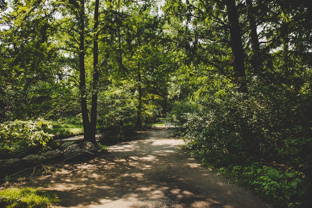 a dirt path in the middle of a forest