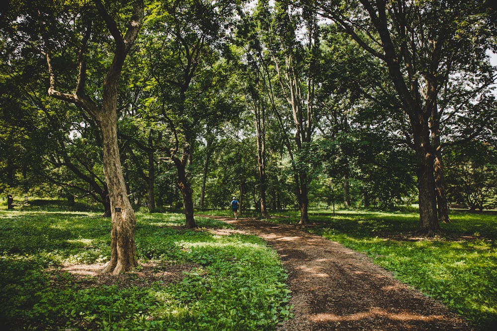 green grass and trees during daytime