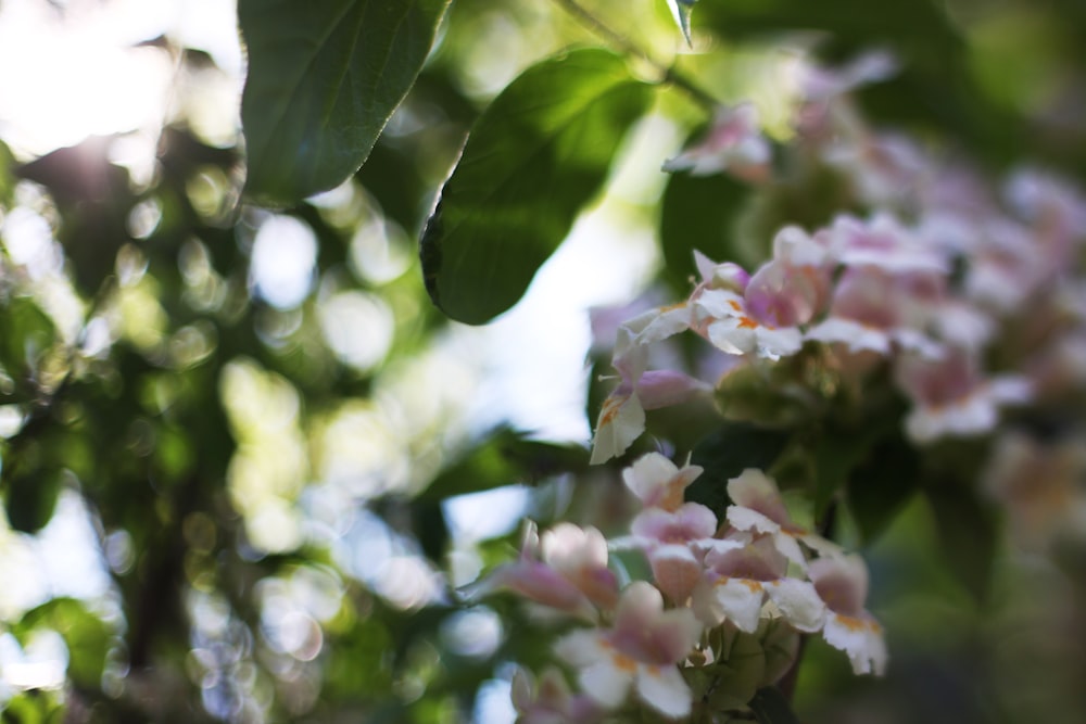 pink flowers with green leaves