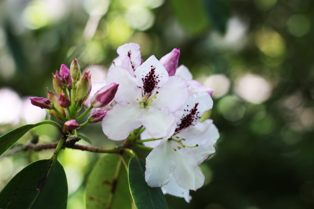 pink and white flower in tilt shift lens