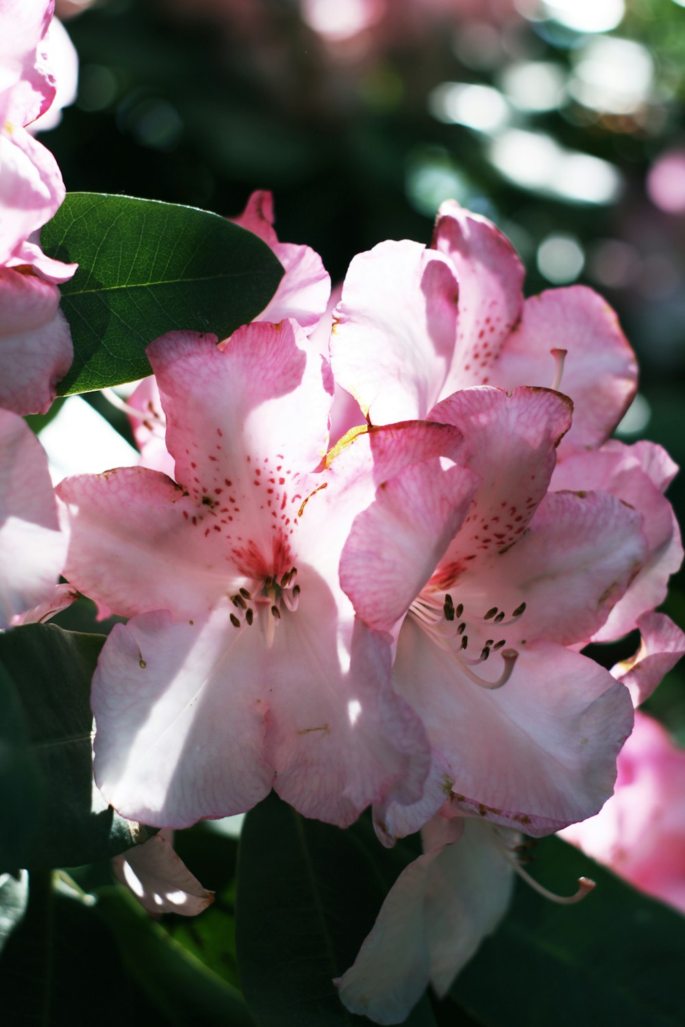 pink and white flower in macro lens