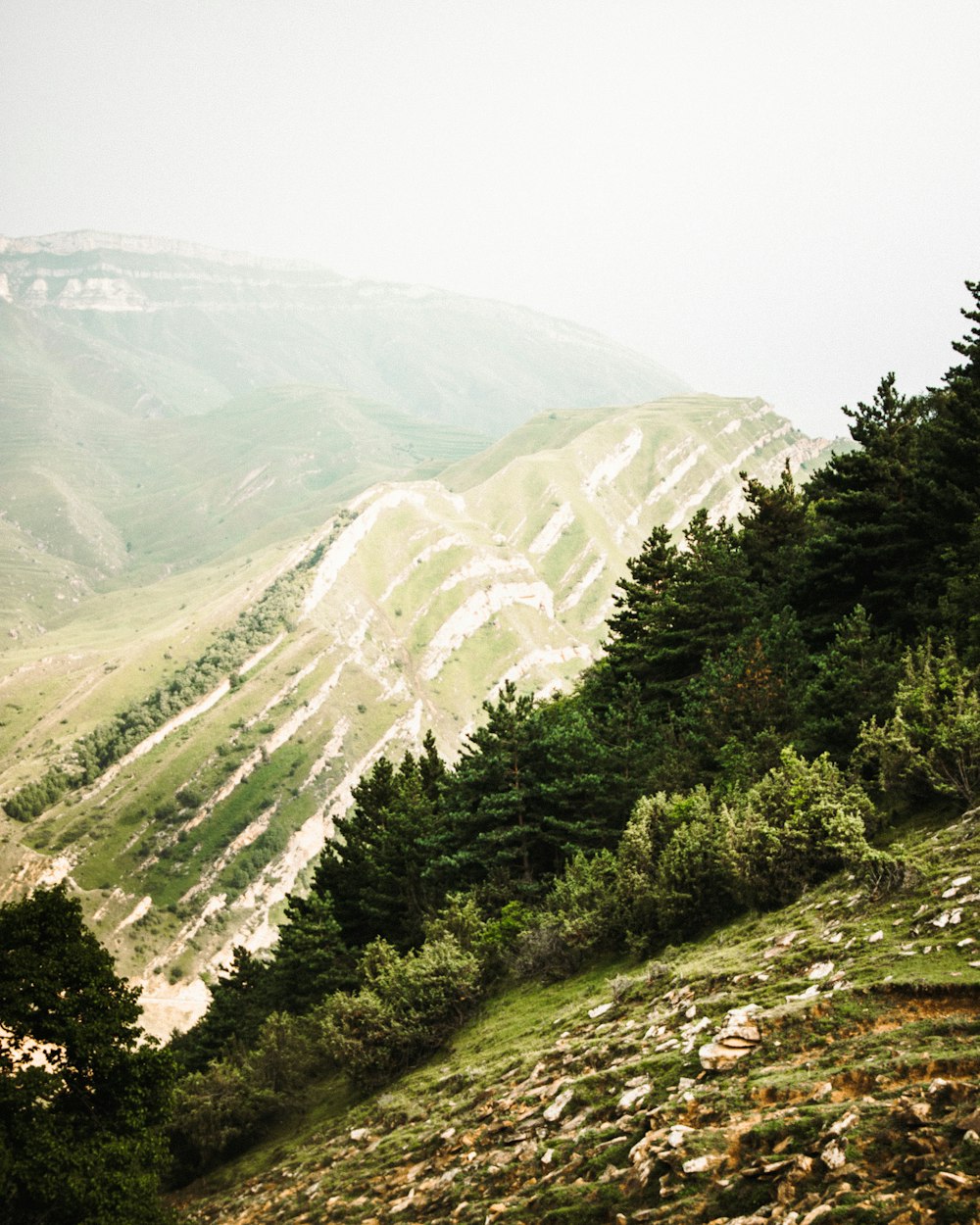 green trees and mountain during daytime