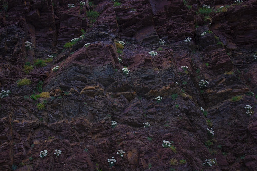 brown and green moss on brown soil