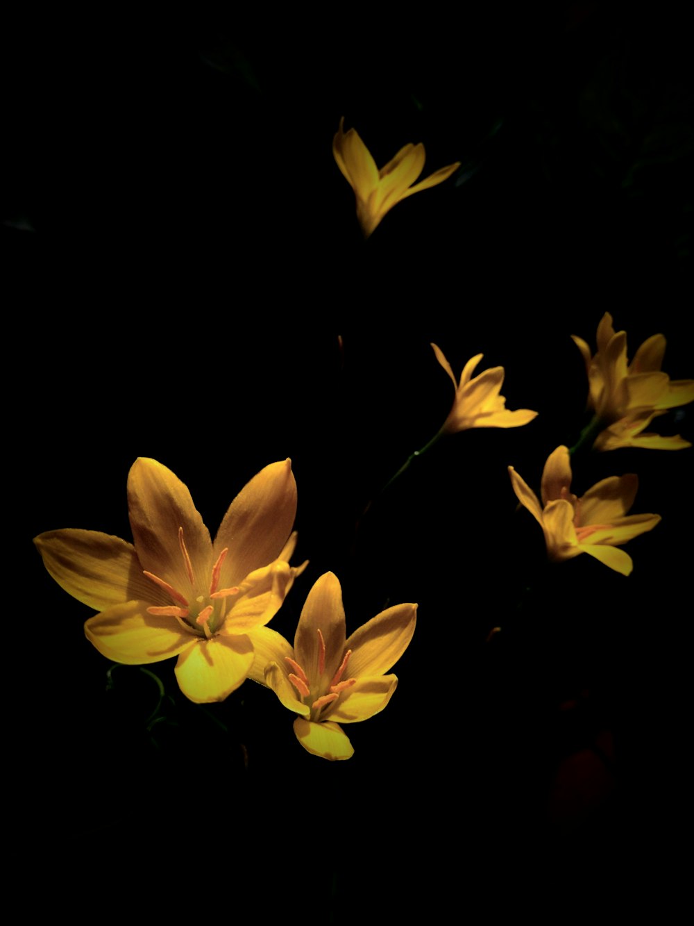 yellow and white flower in black background