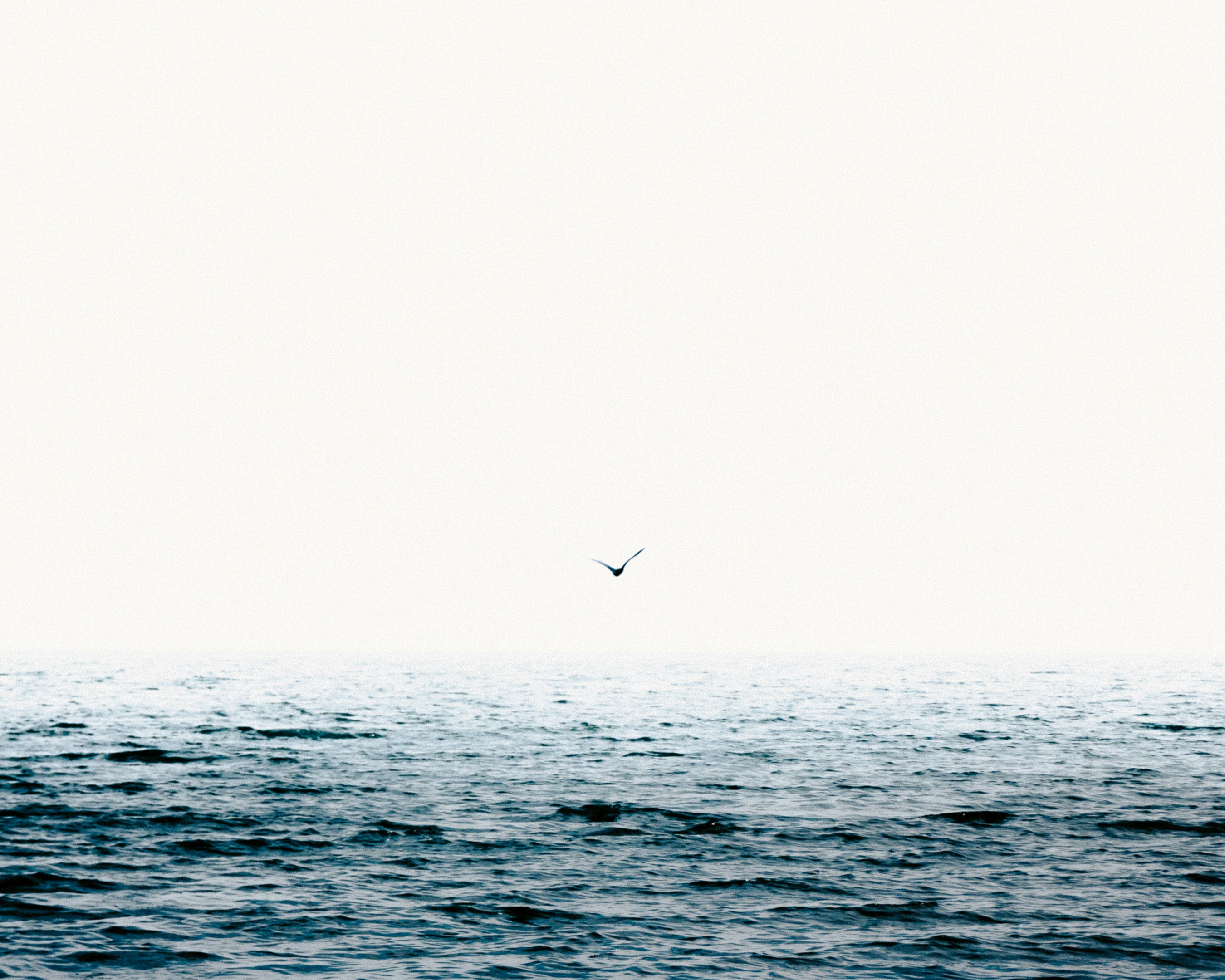 Loneliness is a lonely seagull in the vastness of the endless sea