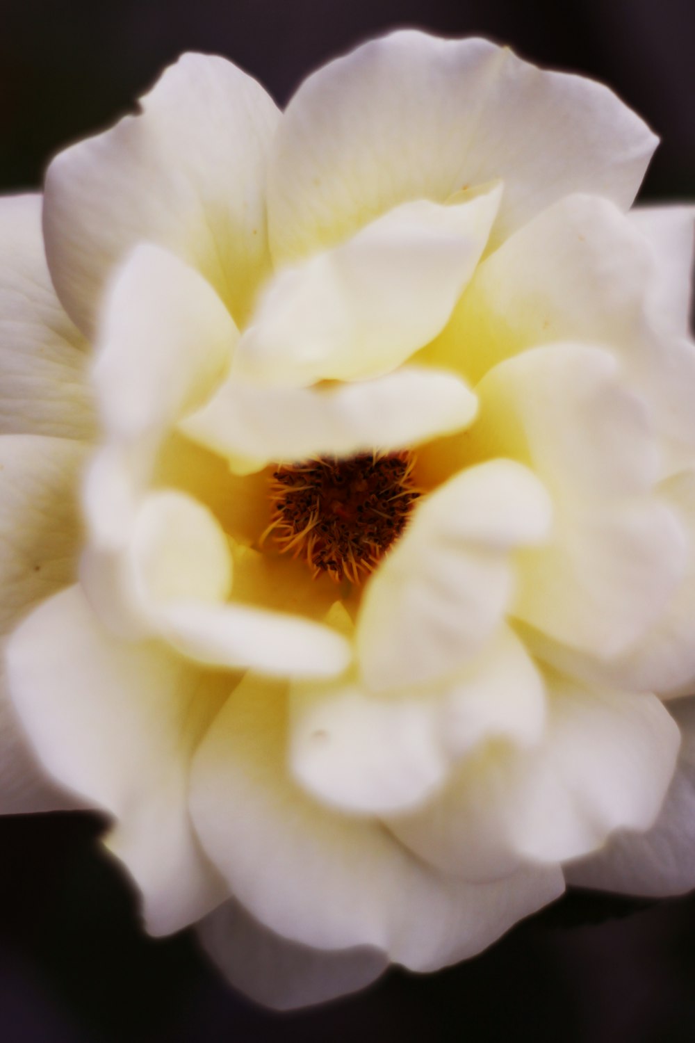 white flower in macro shot