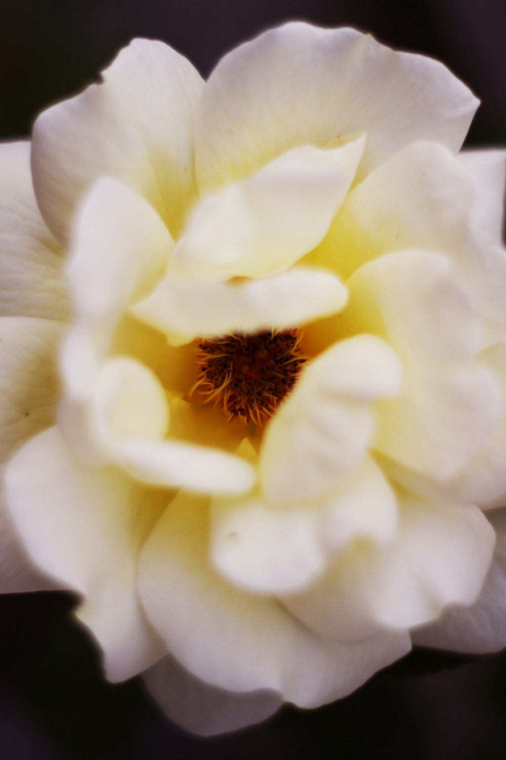 fiore bianco in colpo macro