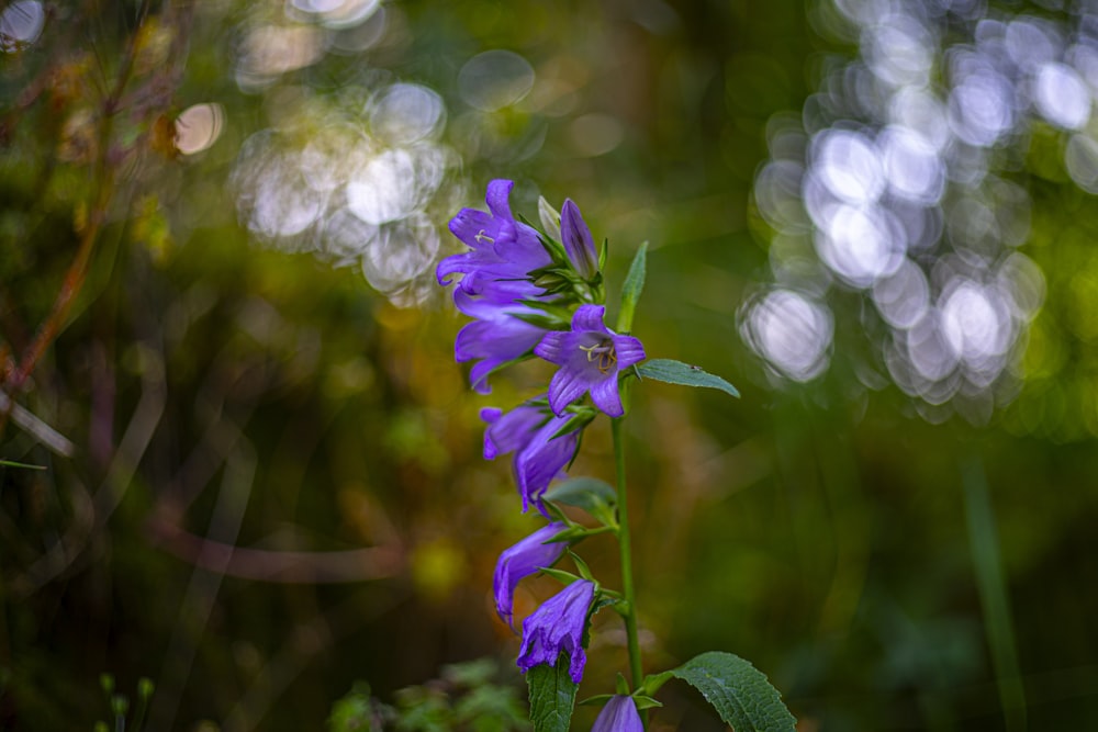 flor púrpura en lente de cambio de inclinación