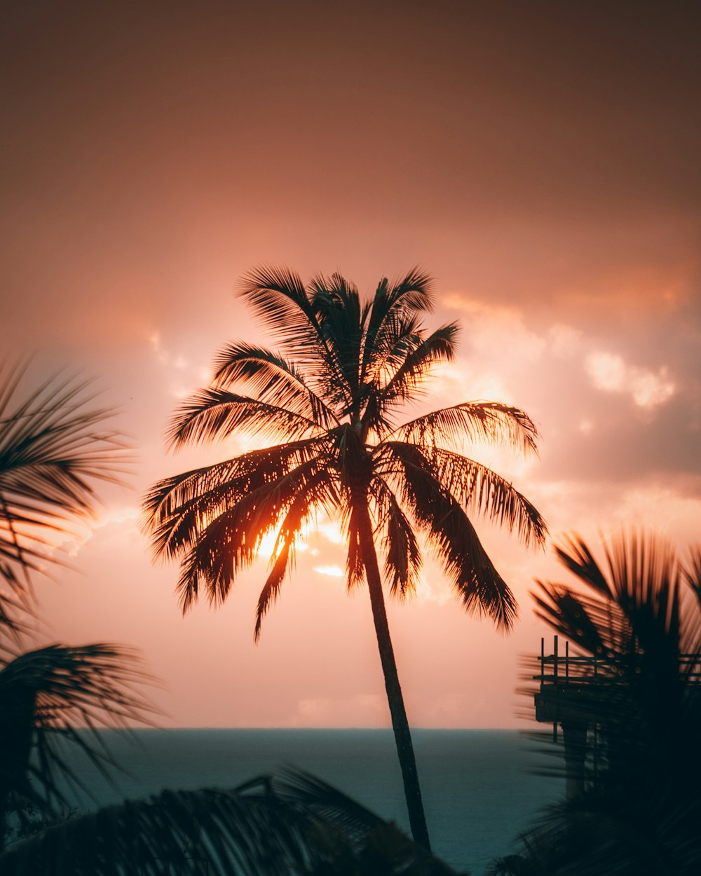 palm tree near body of water during sunset