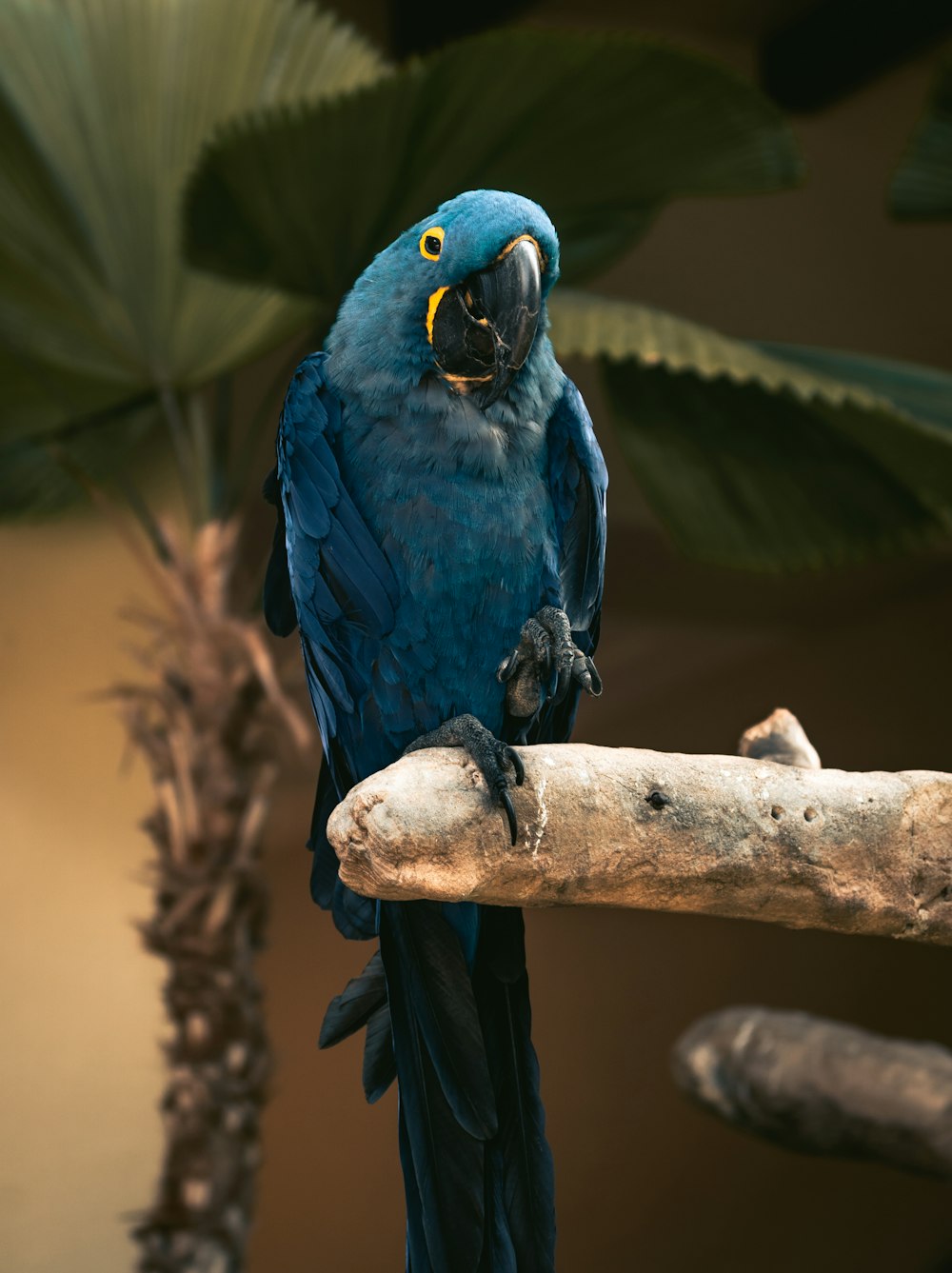 blue and yellow macaw on brown tree branch
