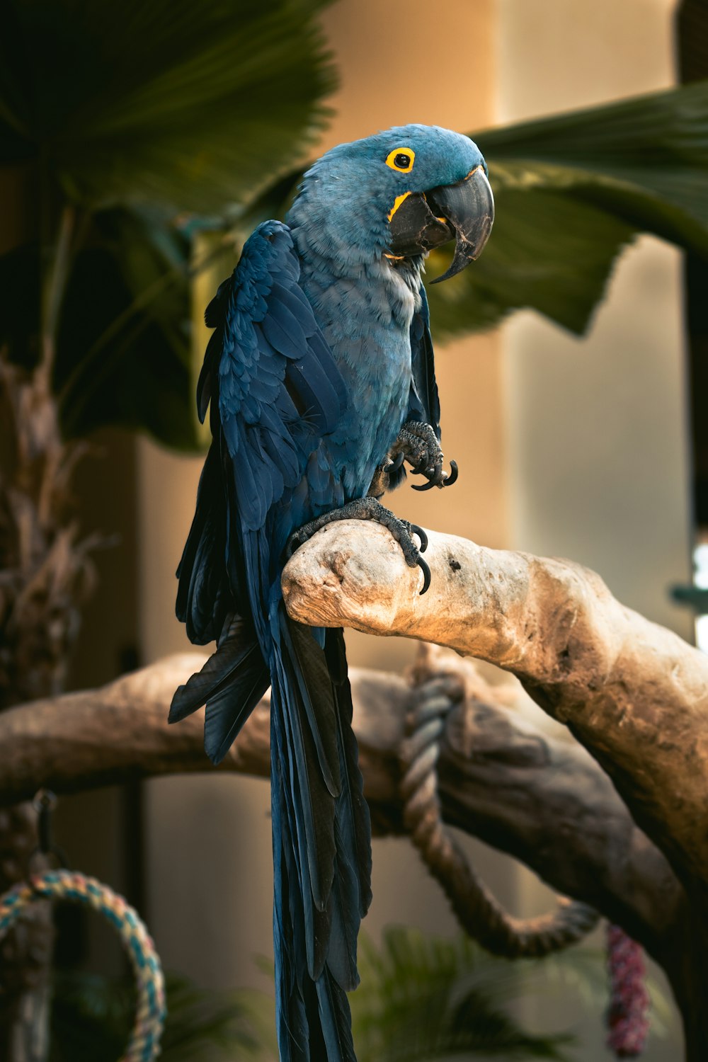 blue and yellow macaw perched on brown tree branch