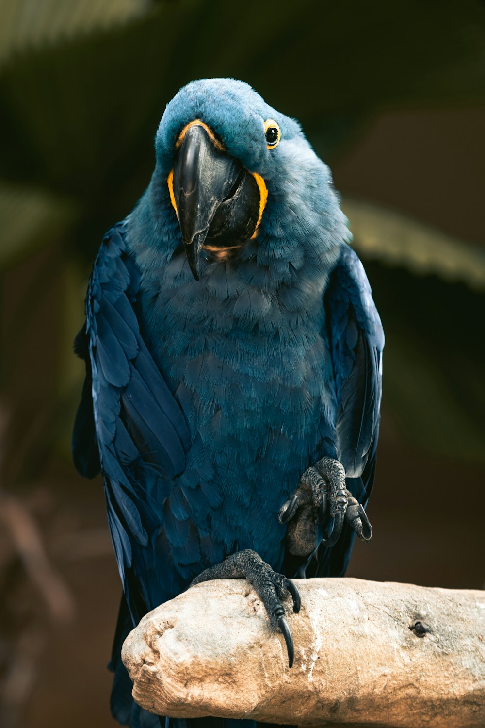 blue and yellow macaw on brown tree branch