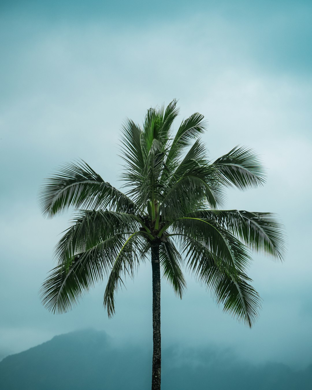 green palm tree under blue sky during daytime