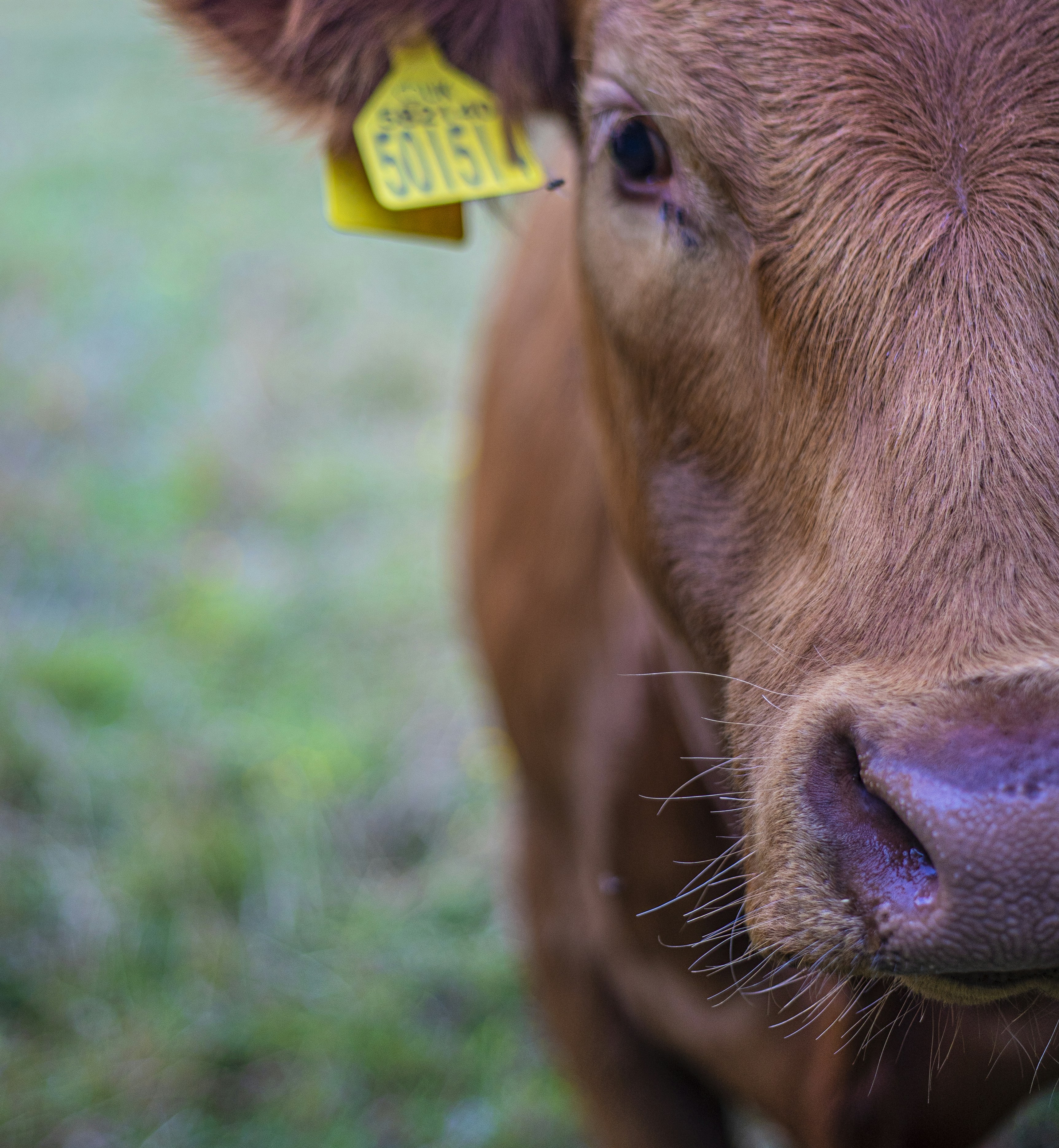 Un primo piano del viso di una mucca foto – Immagine gratis di Animale su  Unsplash, image size:3000x3253