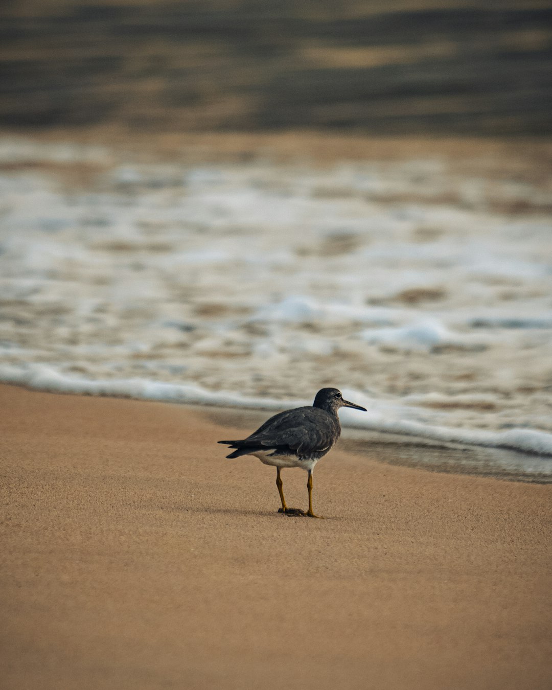 black gull on shore during daytime