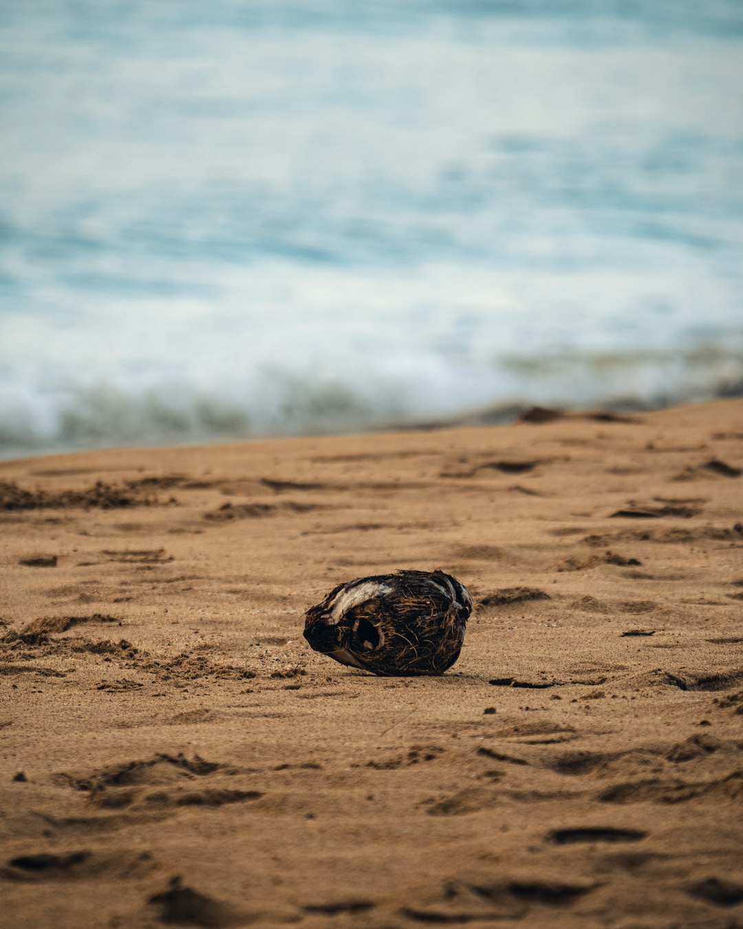 brown and black turtle on brown sand during daytime