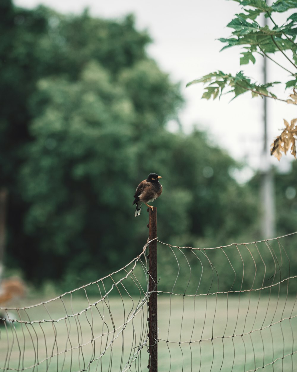 brown bird on white net during daytime