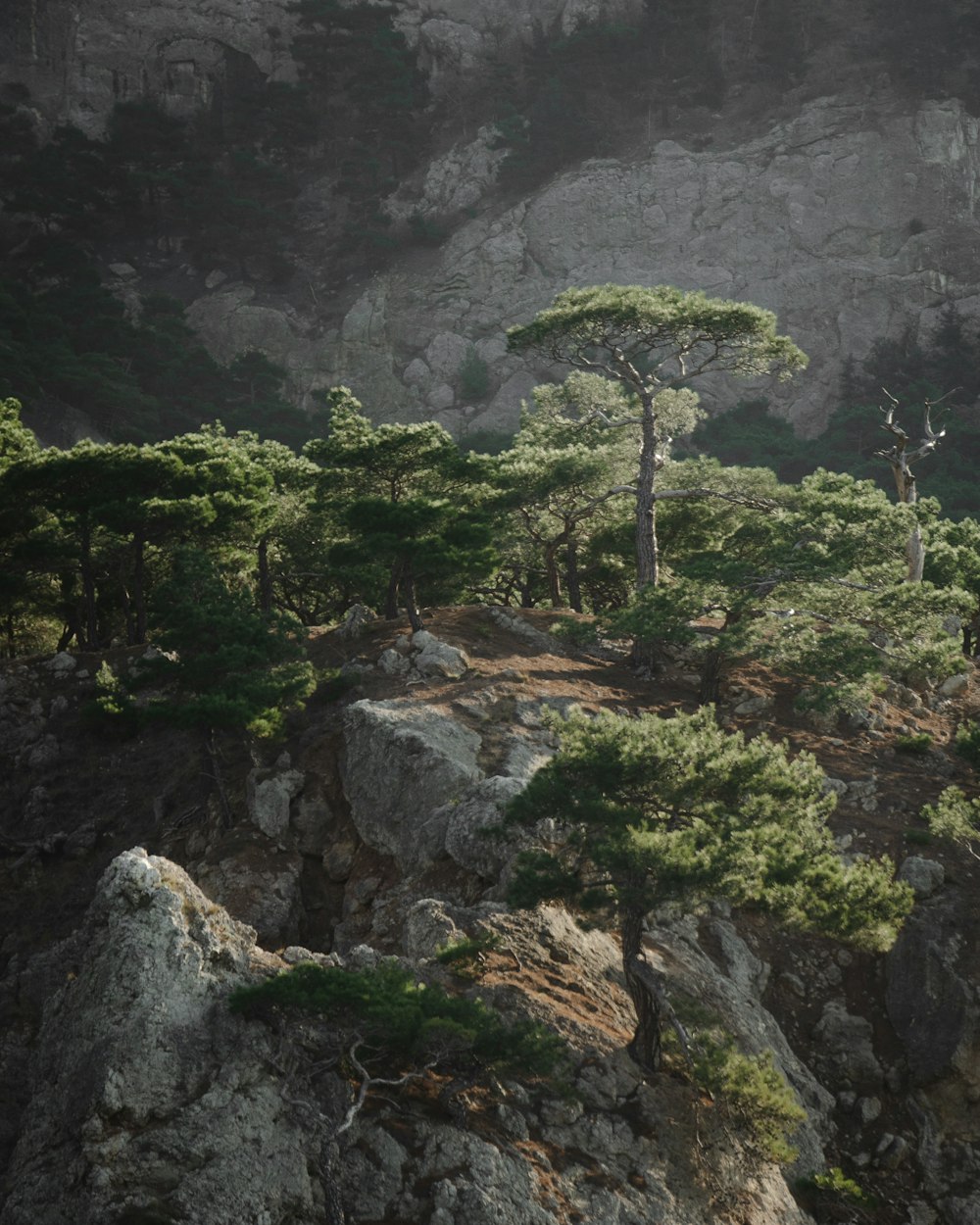 green trees on rocky mountain during daytime