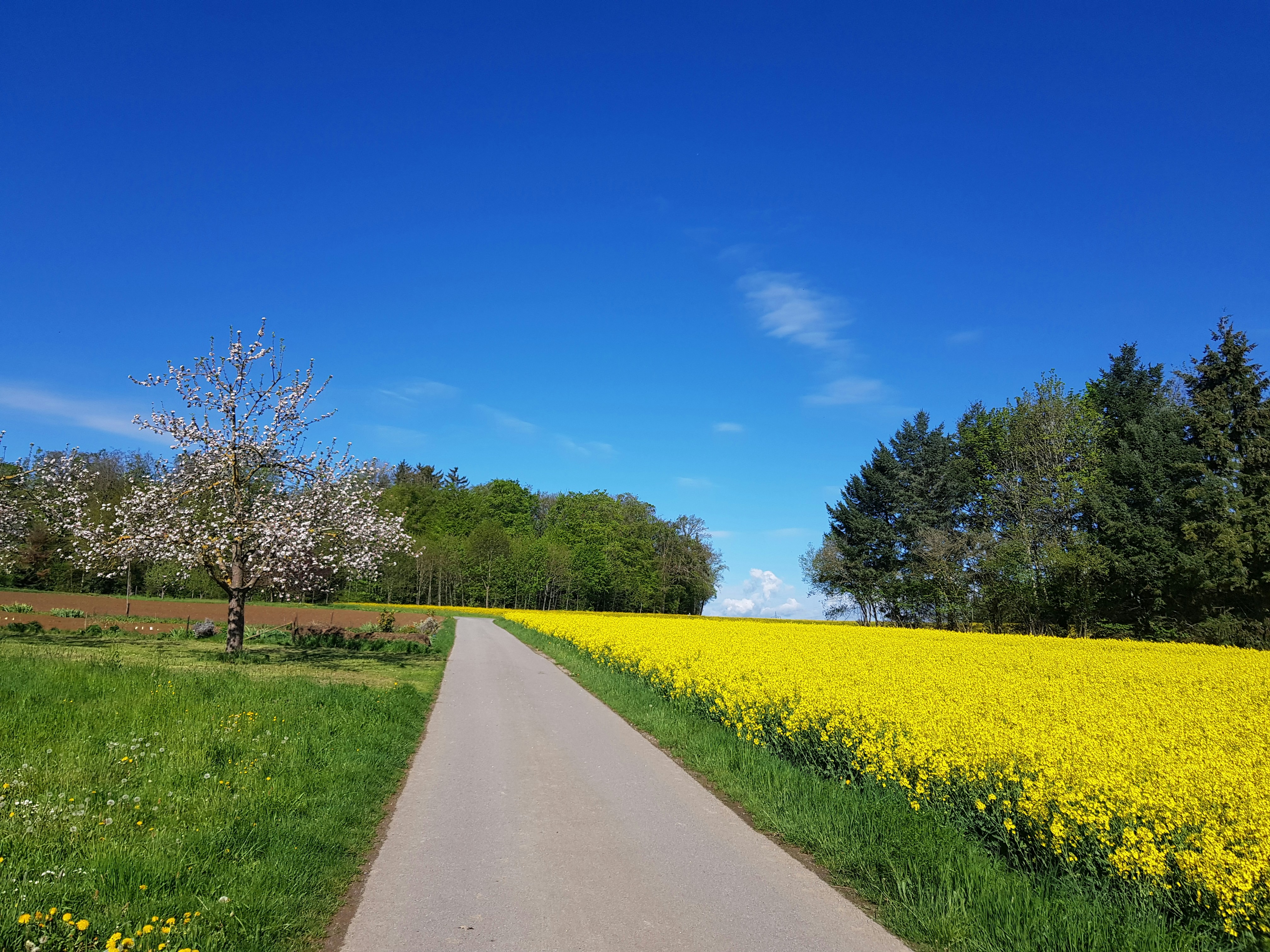 Gray concrete road between green grass field under blue sky during ...