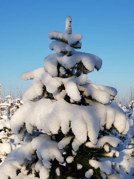 A majestic pine tree with snow gently resting on its branches, welcoming visitors.