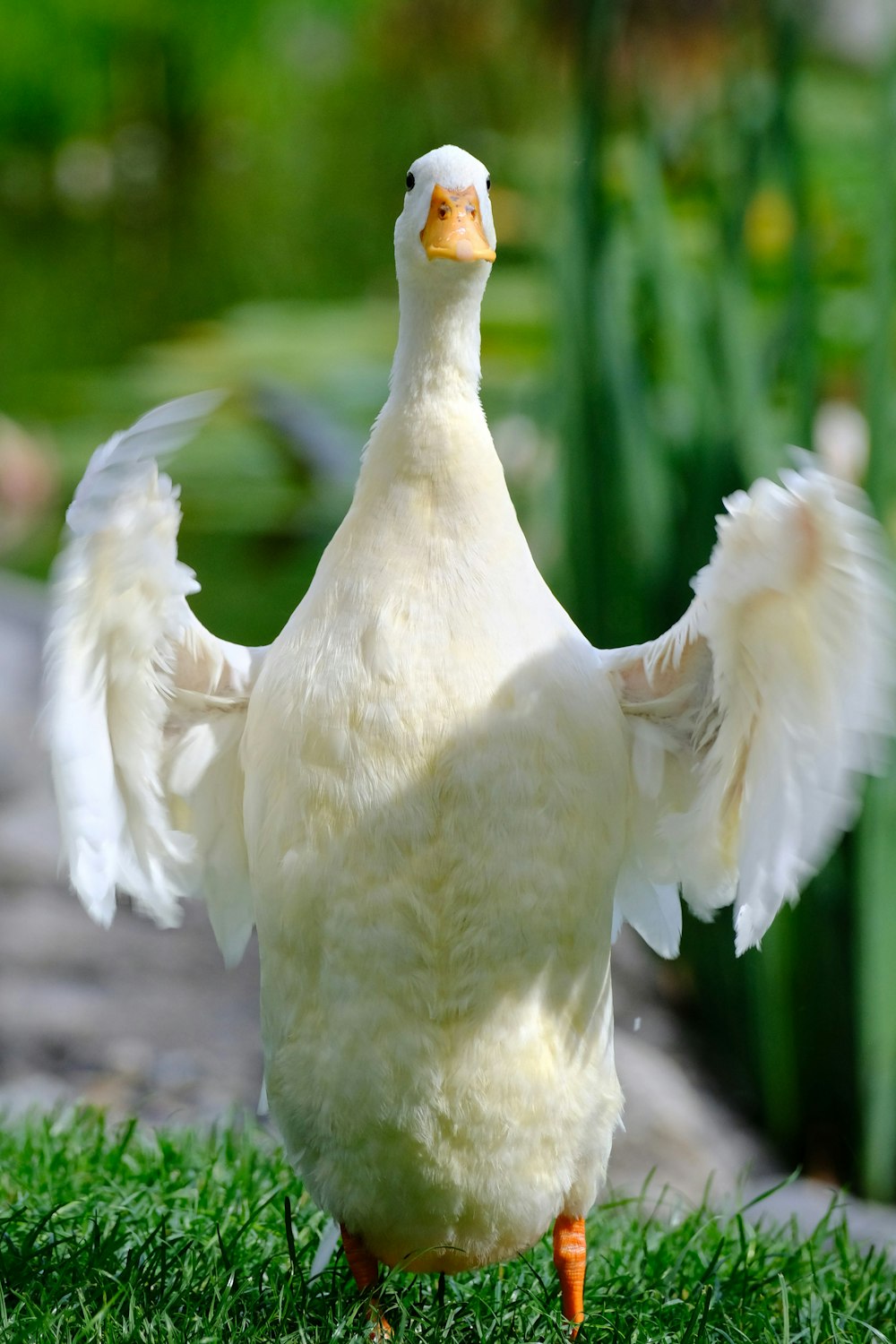 white duck in close up photography