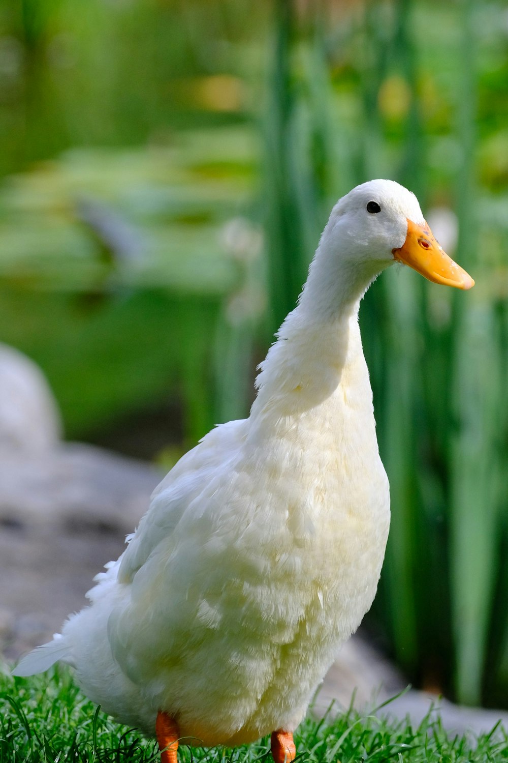 white duck in tilt shift lens