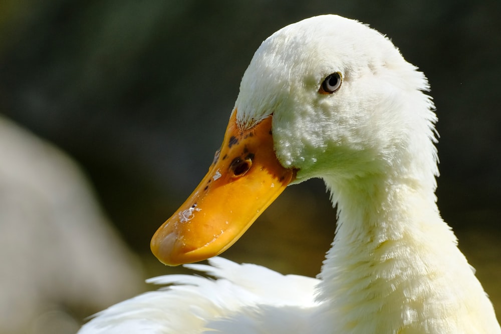 white duck in close up photography