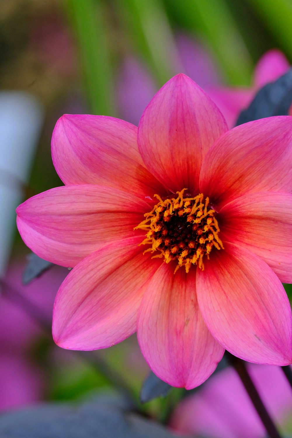 pink flower in tilt shift lens