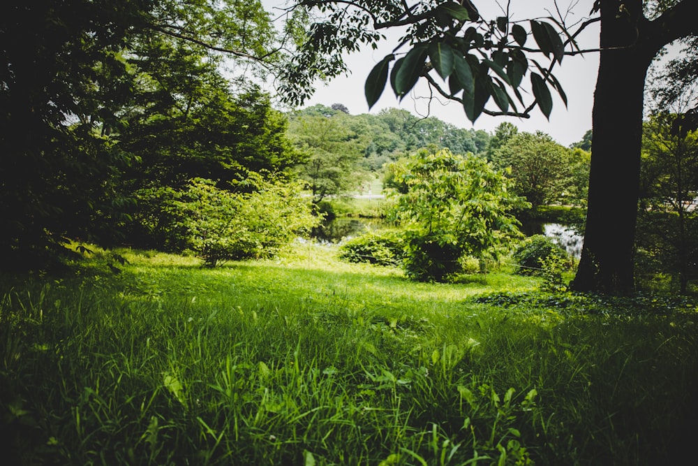 green grass field with green trees during daytime