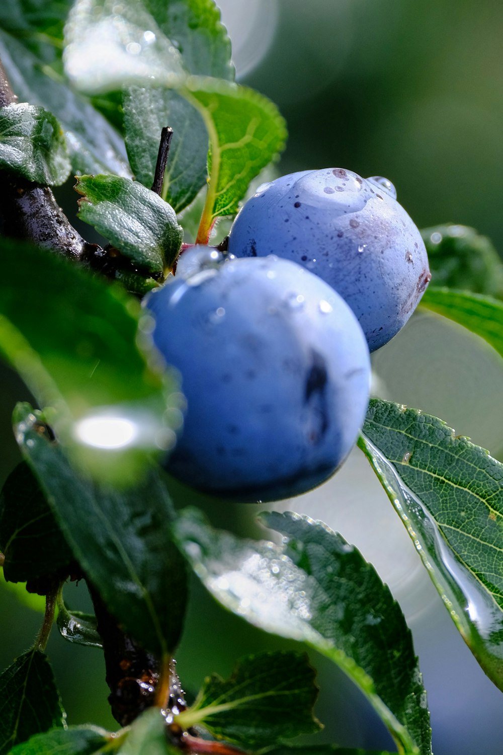 purple round fruit on green leaf