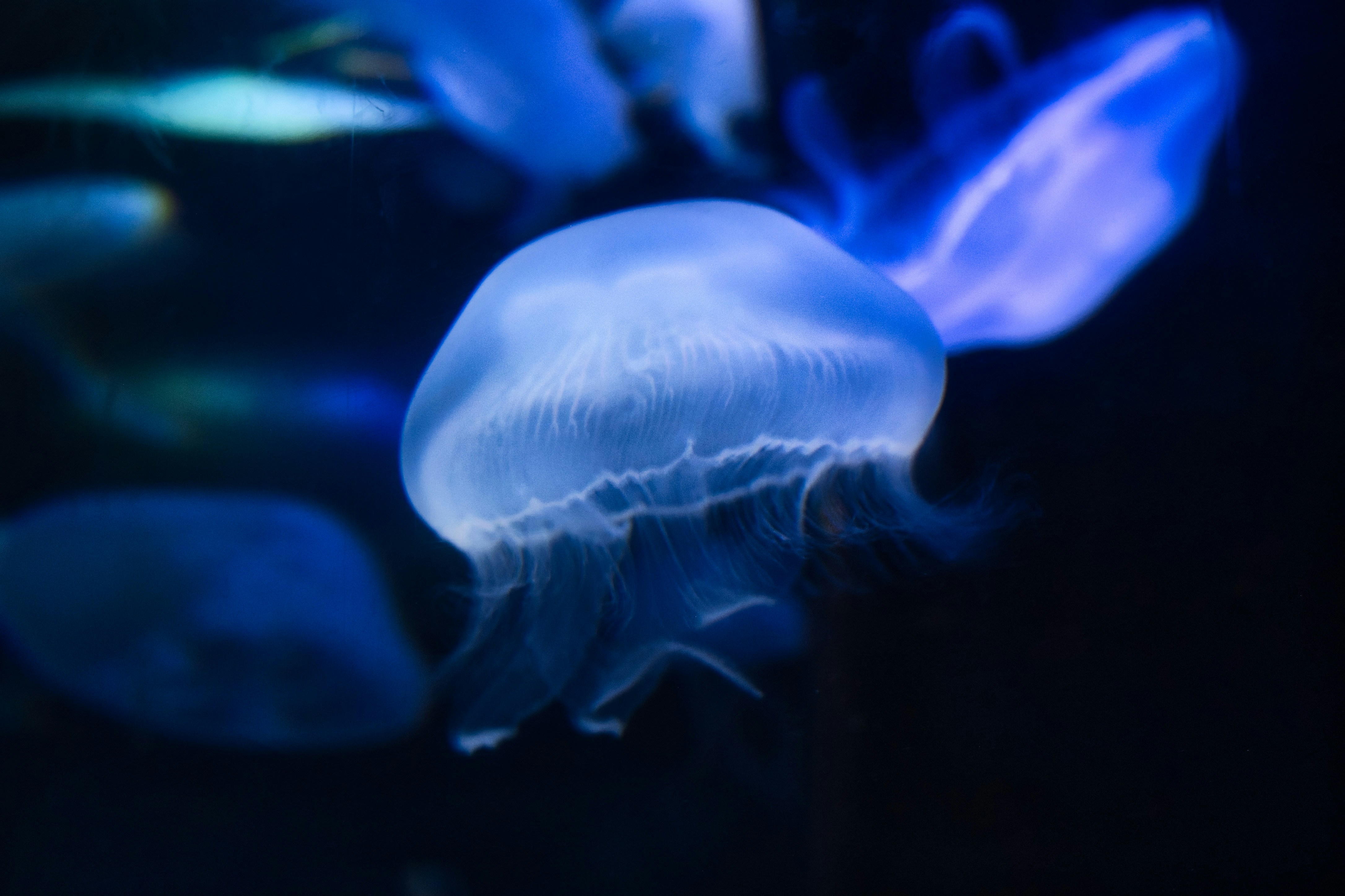 Photo by gabor_koszegi