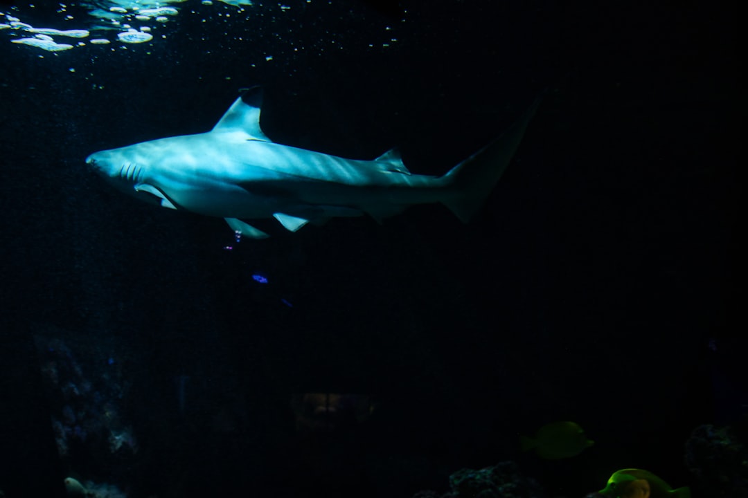 blue shark in the water