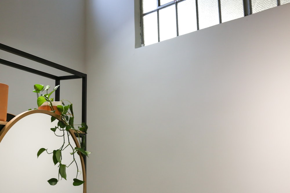 green plant on white wall